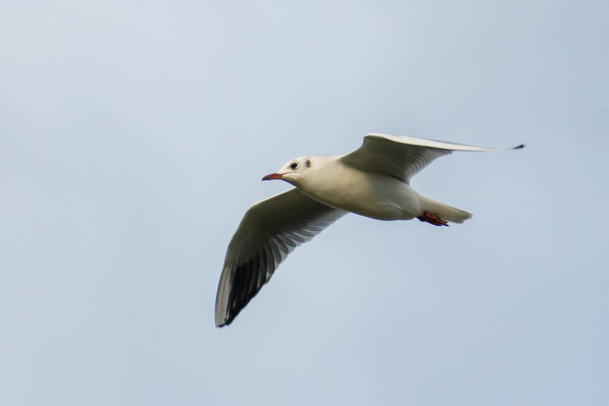 Black-headed Gull - ML614551963