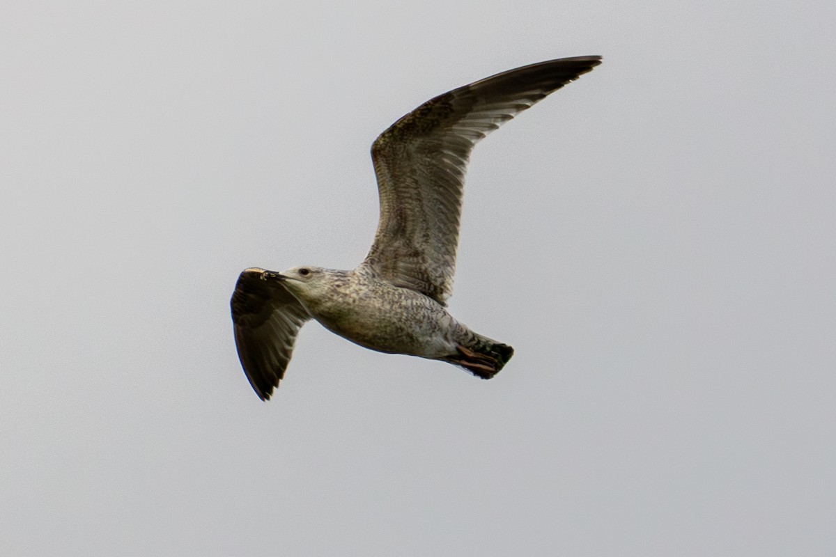 Herring Gull - ML614551965