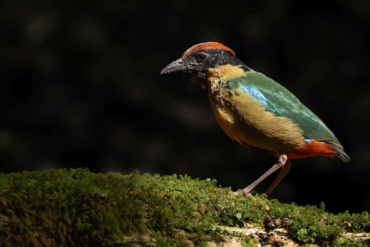 Noisy Pitta - Ian Mo
