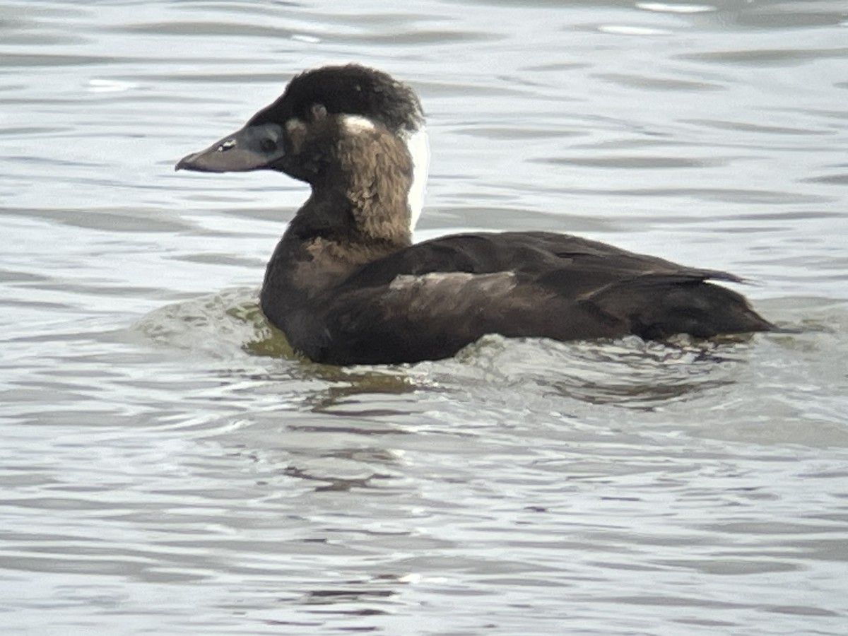 Surf Scoter - ML614552082