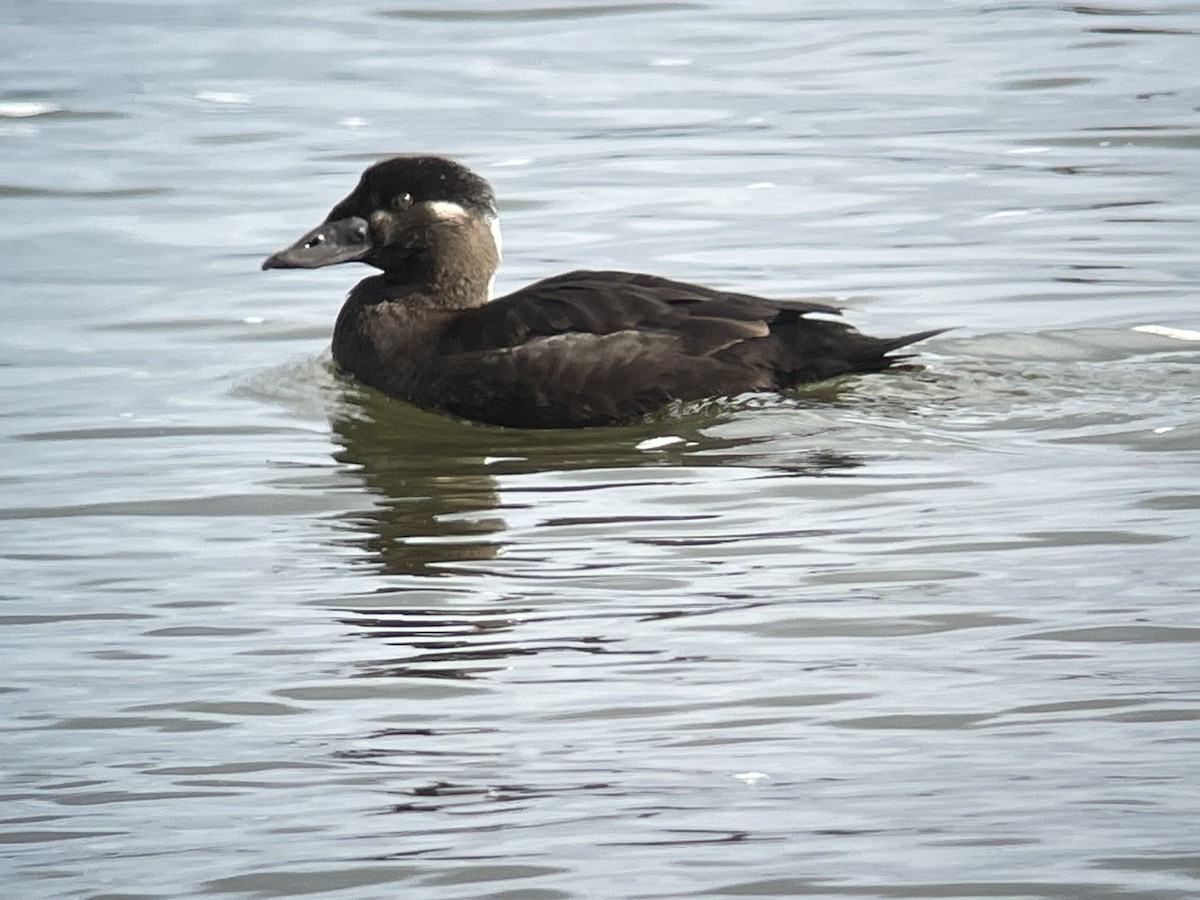 Surf Scoter - ML614552084