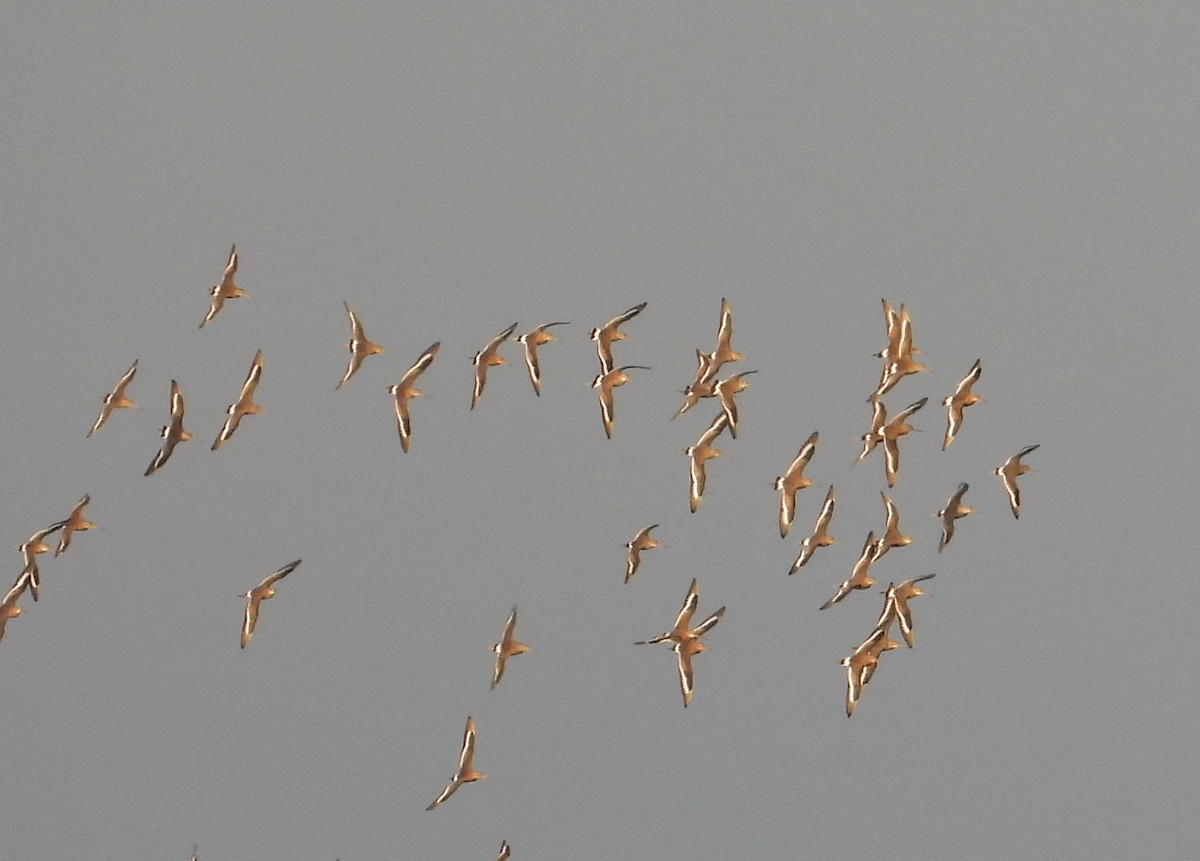 Black-tailed Godwit - ML614552118