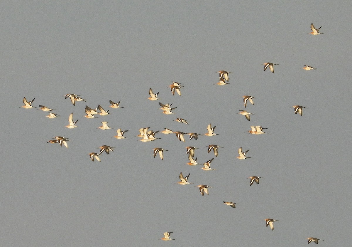 Black-tailed Godwit - John van der Woude