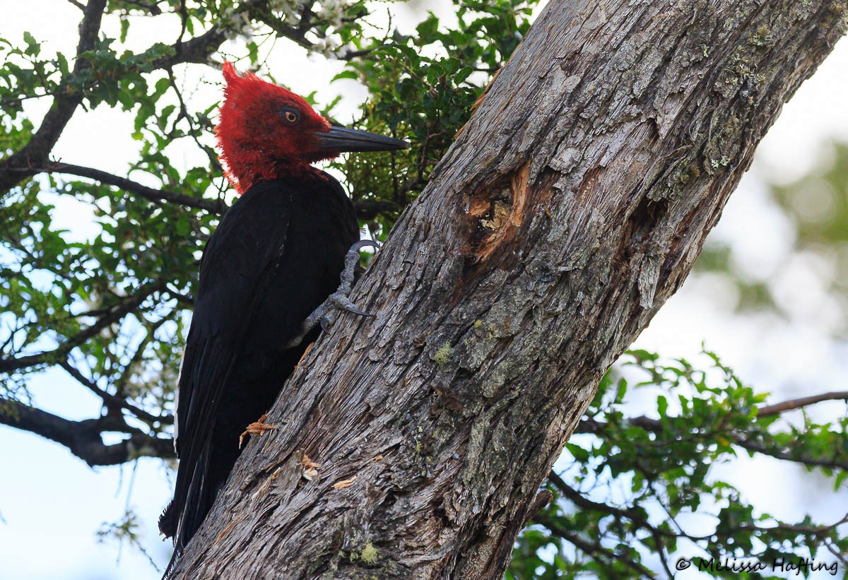 Magellanic Woodpecker - Melissa Hafting