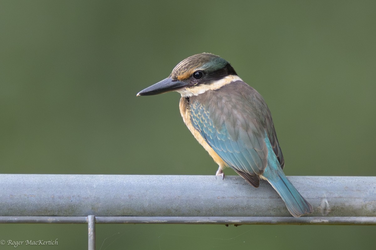 Sacred Kingfisher - ML614552150