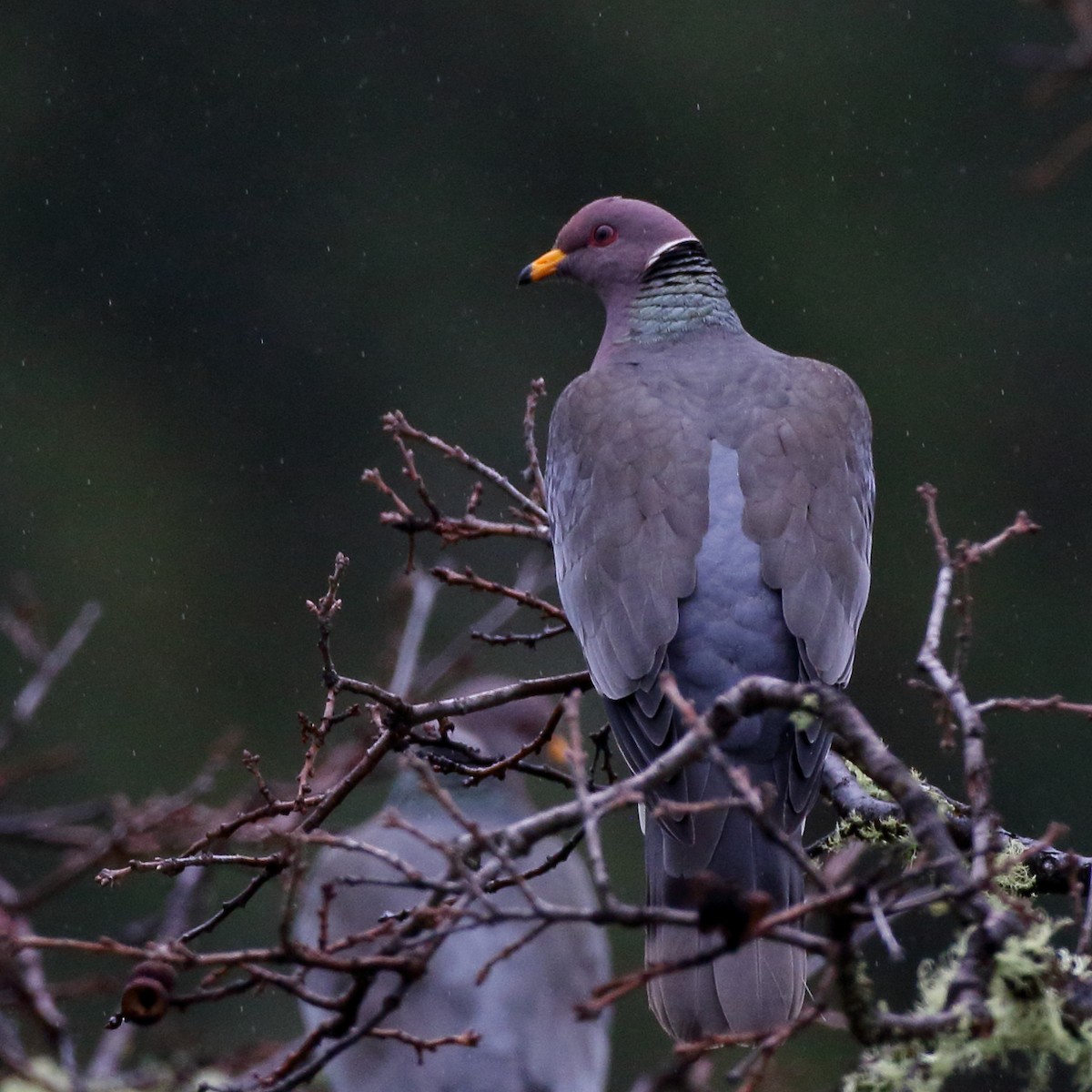 Band-tailed Pigeon - Kent Leland