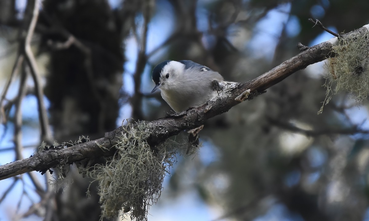 White-breasted Nuthatch - ML614552205