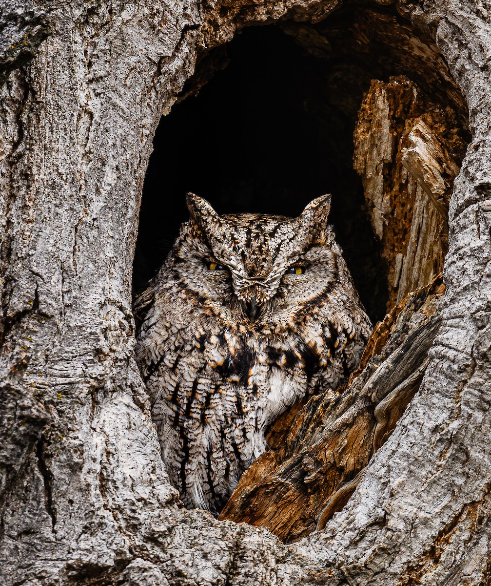 Western Screech-Owl - ML614552237