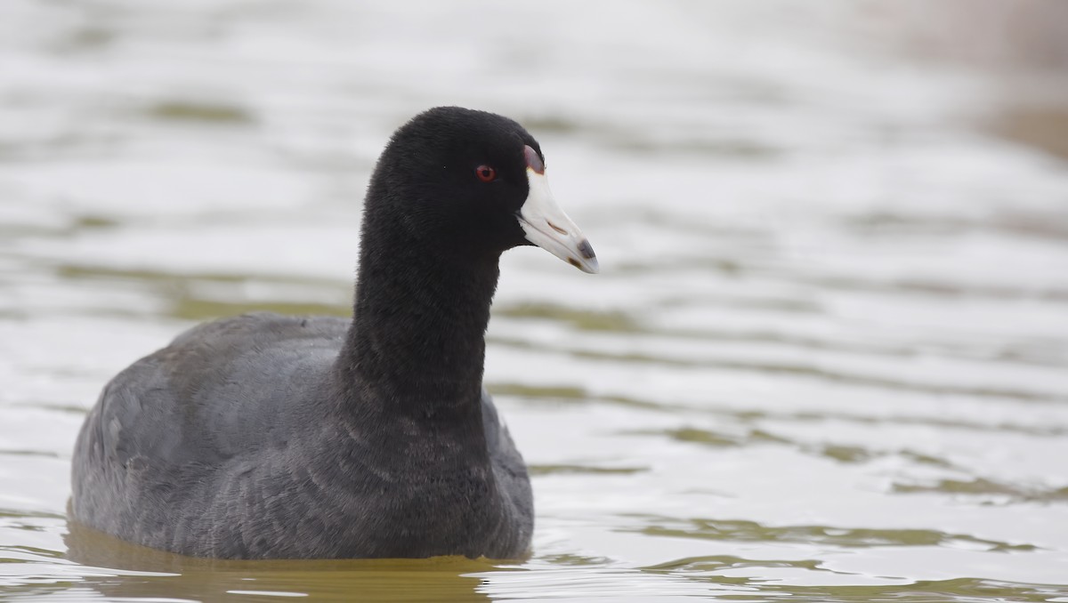 American Coot - ML614552281