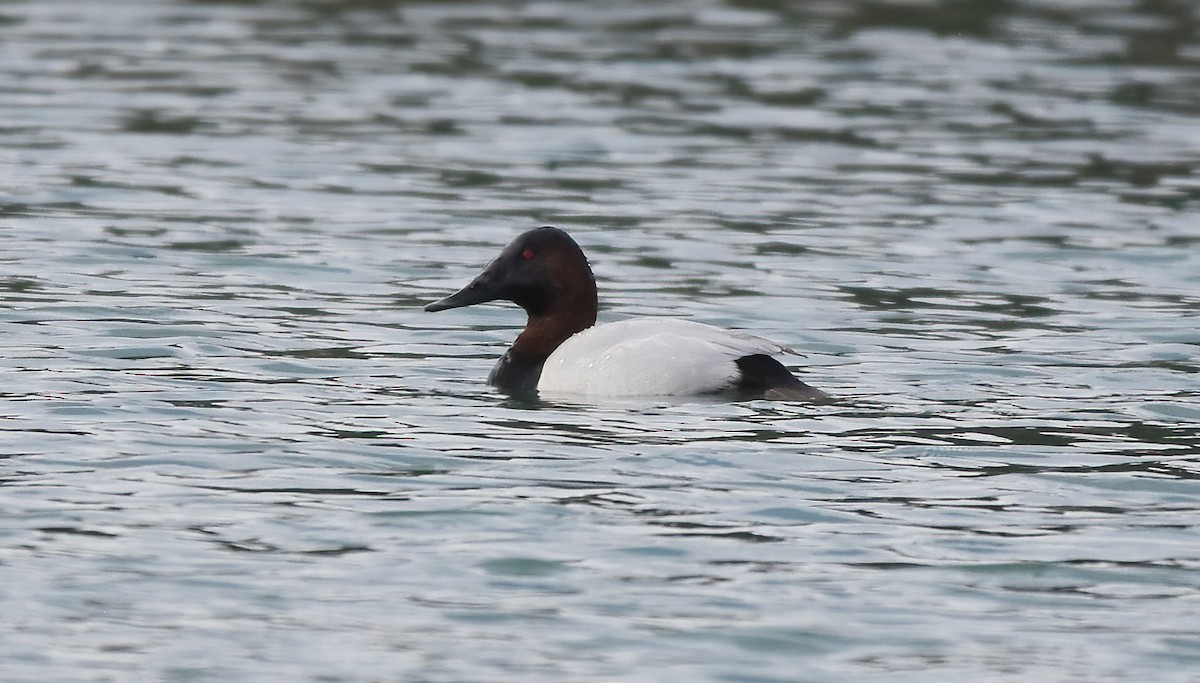 Canvasback - ML614552285