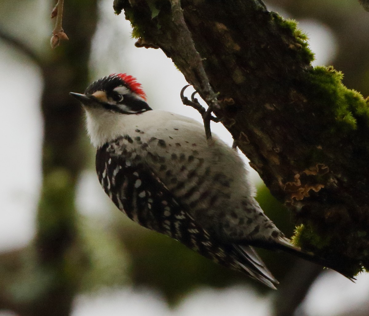 Nuttall's Woodpecker - ML614552300