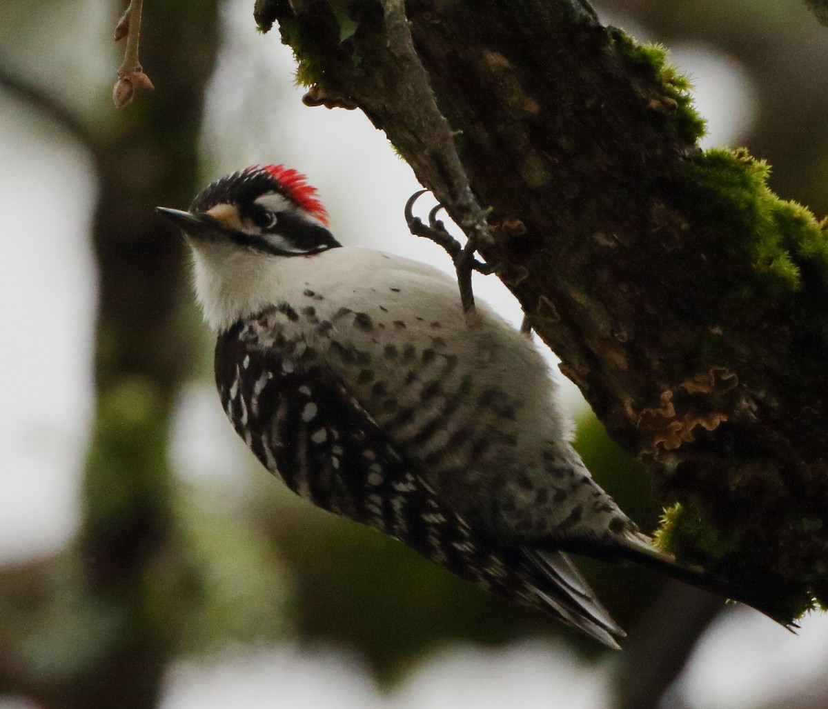 Nuttall's Woodpecker - Kent Leland