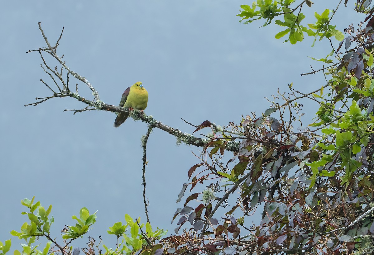 Wedge-tailed Green-Pigeon - ML614552328