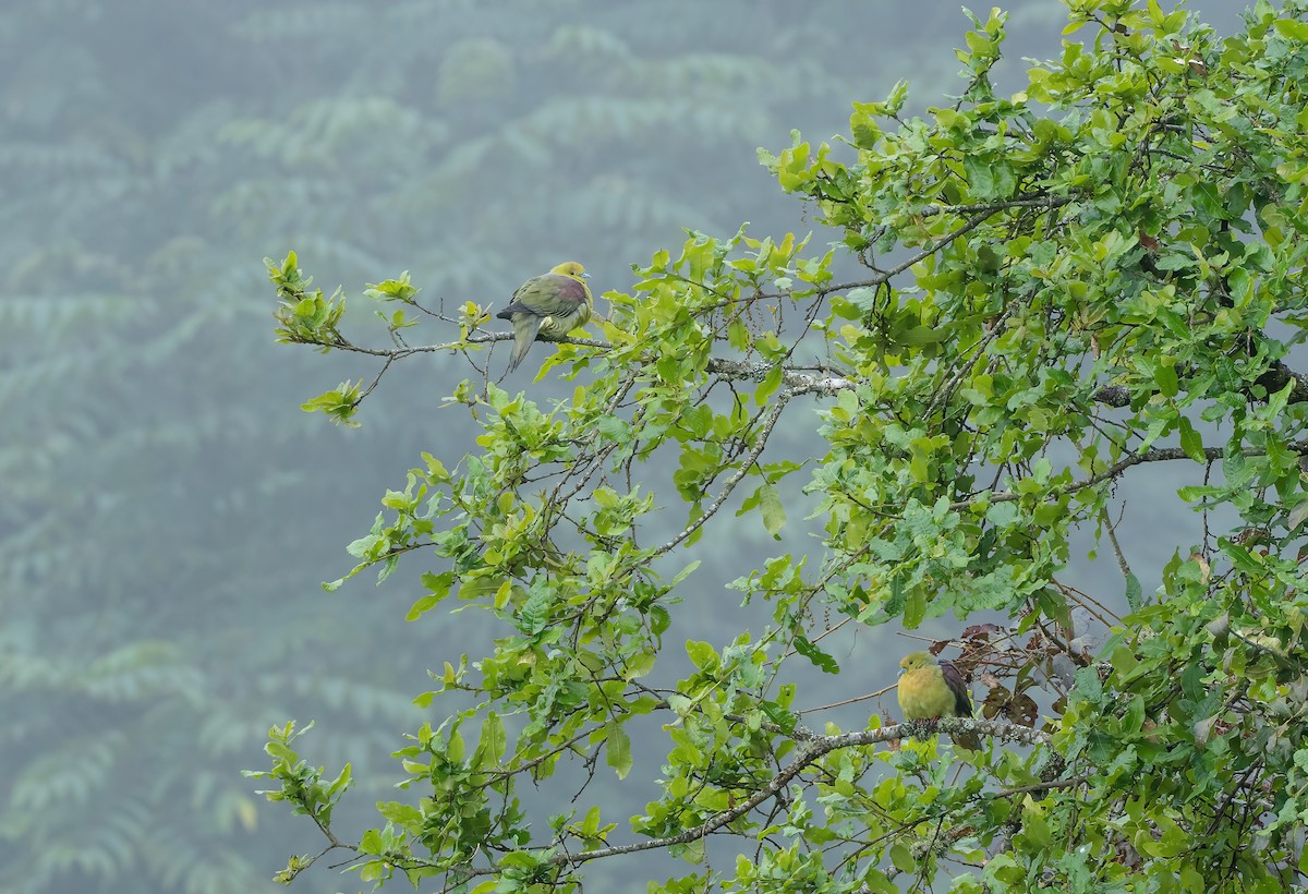 Wedge-tailed Green-Pigeon - ML614552329