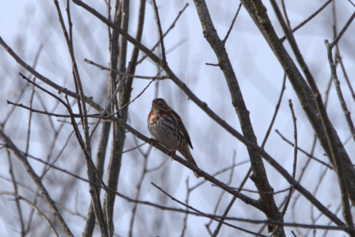Fox Sparrow - ML614552333