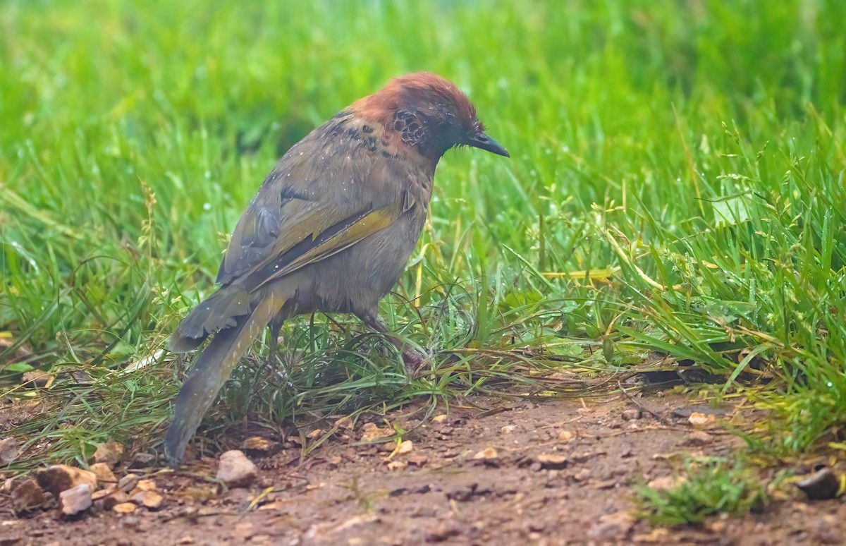 Chestnut-crowned Laughingthrush - Wilbur Goh