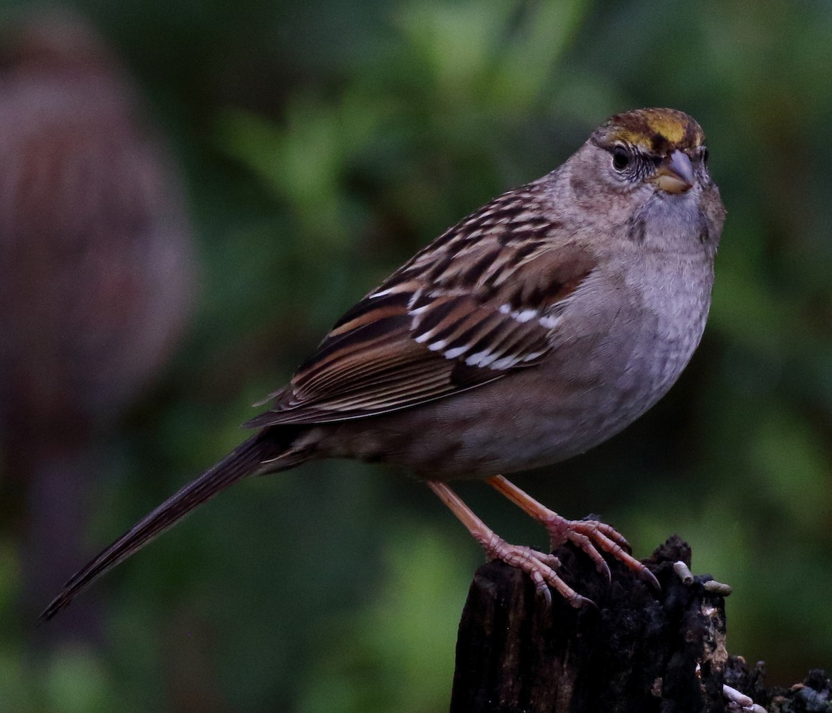 Golden-crowned Sparrow - ML614552347