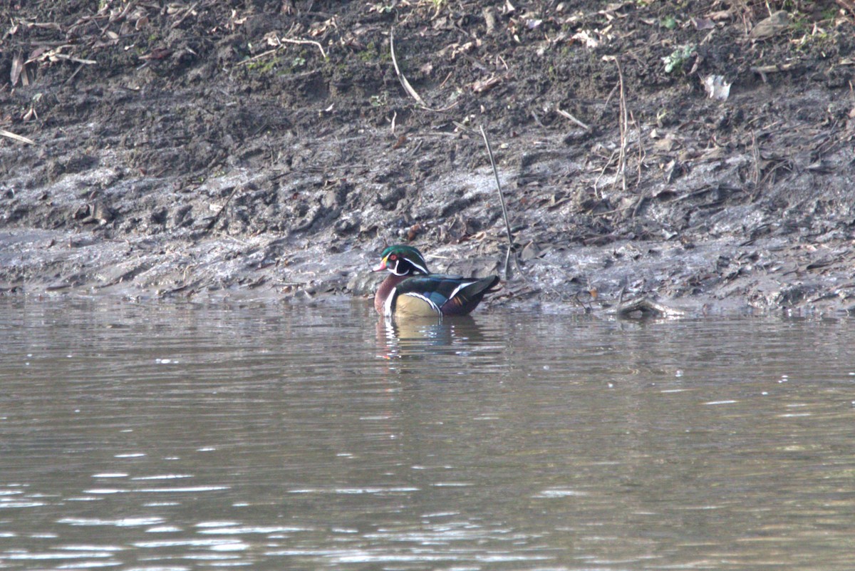 Wood Duck - ML614552355