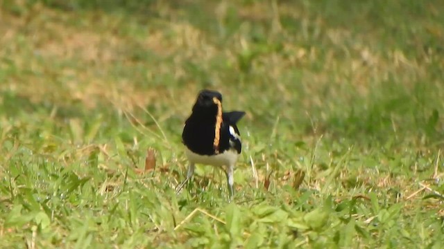 Oriental Magpie-Robin - ML614552387