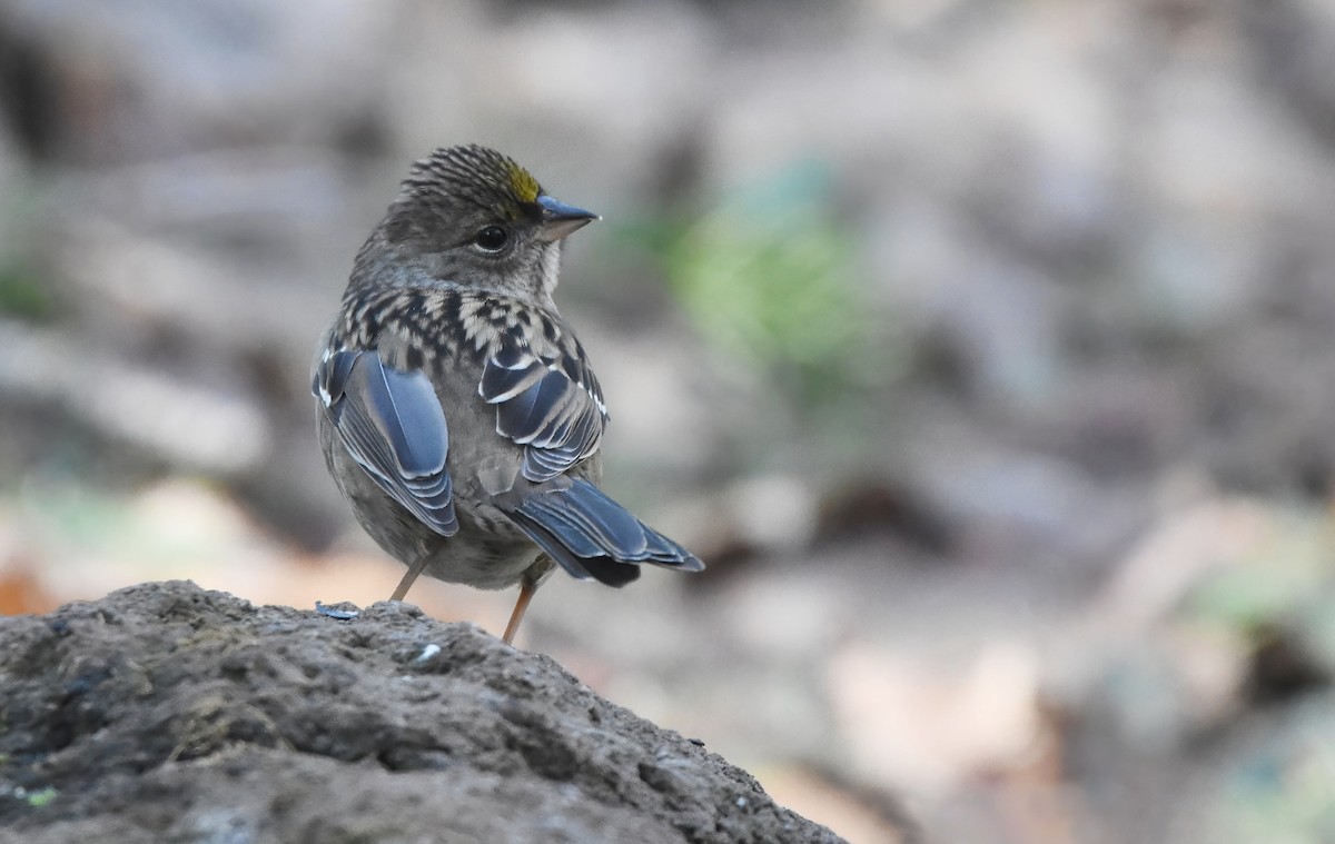 Golden-crowned Sparrow - ML614552426