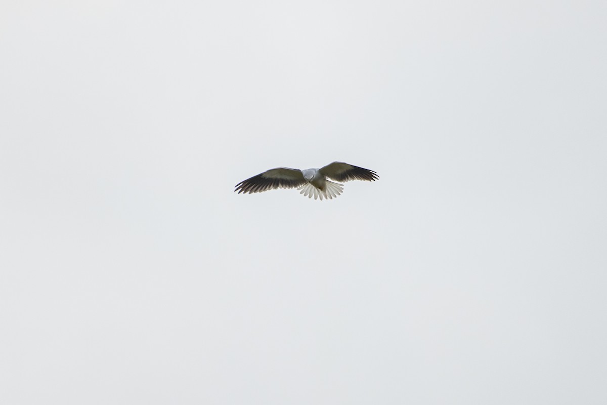 Black-winged Kite - Isolith Huang