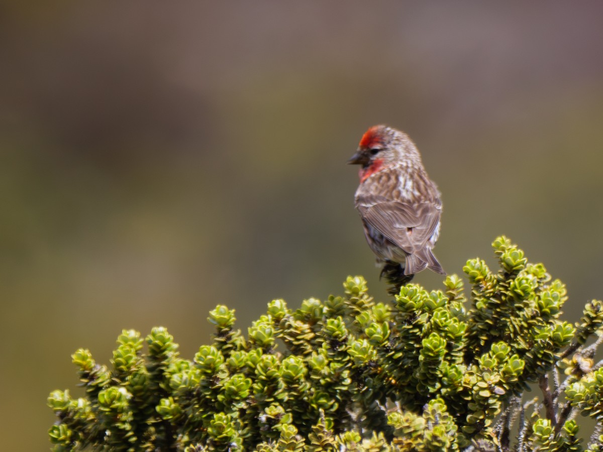 Redpoll (Lesser) - ML614552639