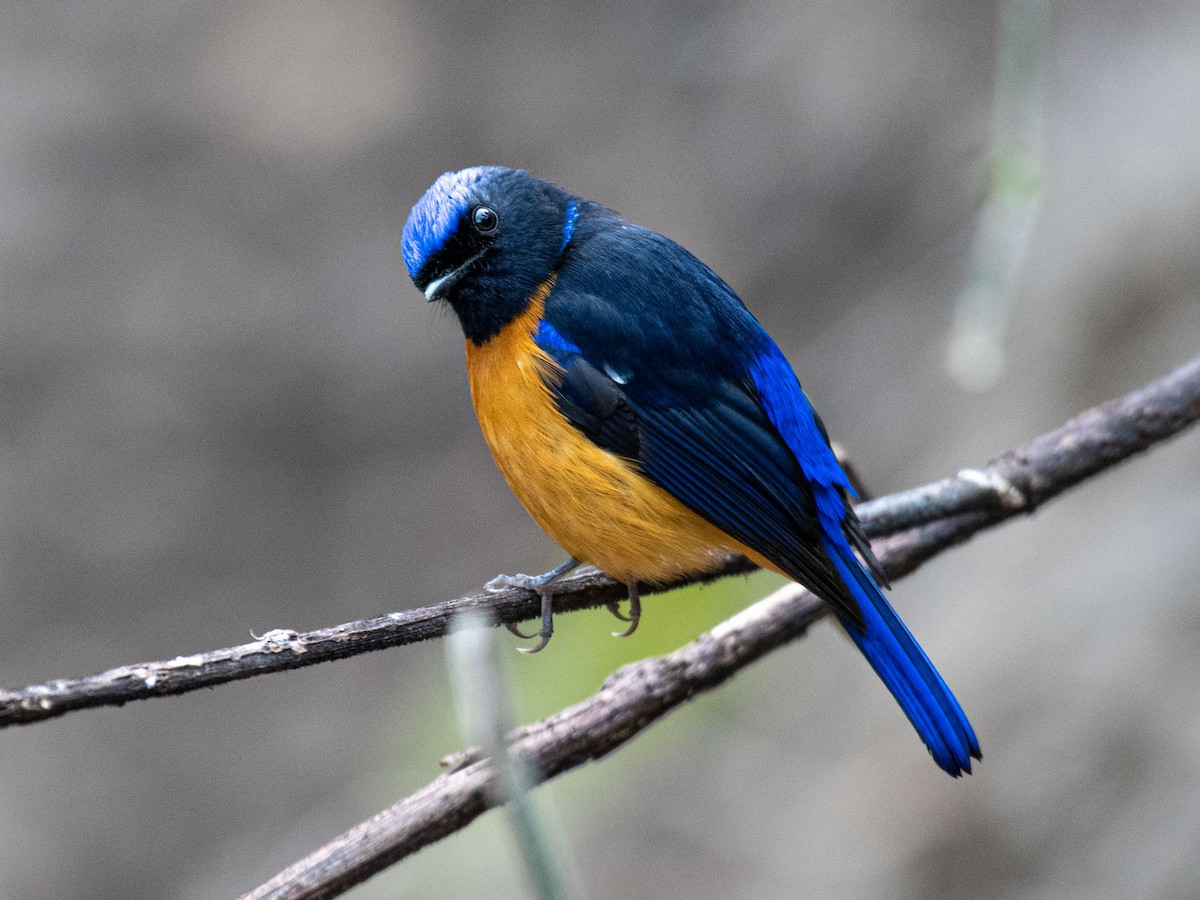 Rufous-bellied Niltava - Alok Jaimal