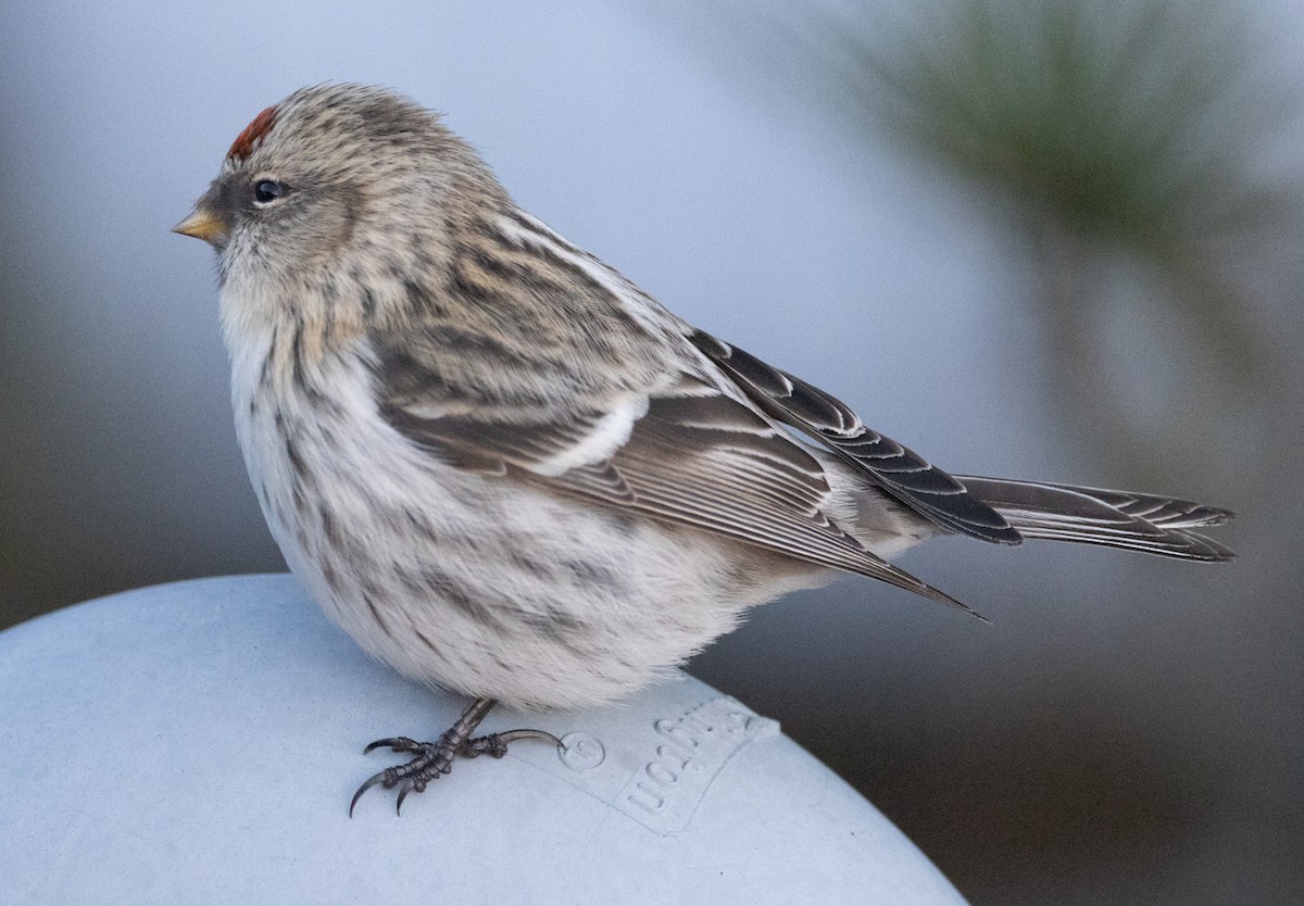 Hoary Redpoll - Matt Goff