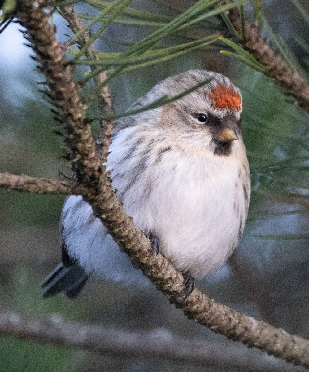 Hoary Redpoll - ML614552691