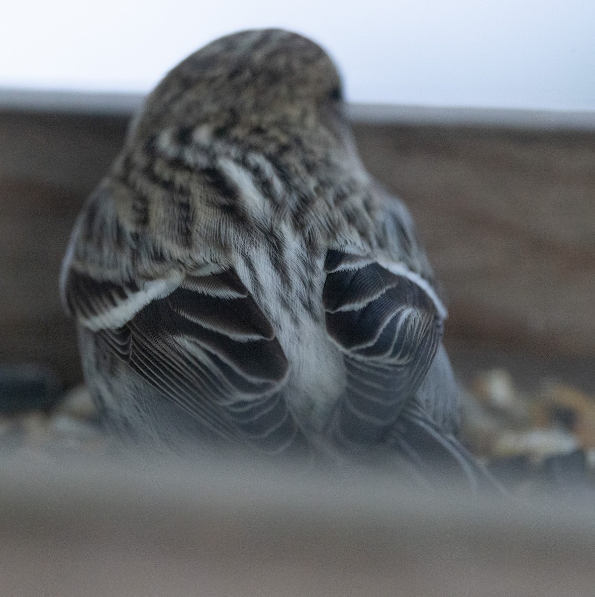 Hoary Redpoll - ML614552692