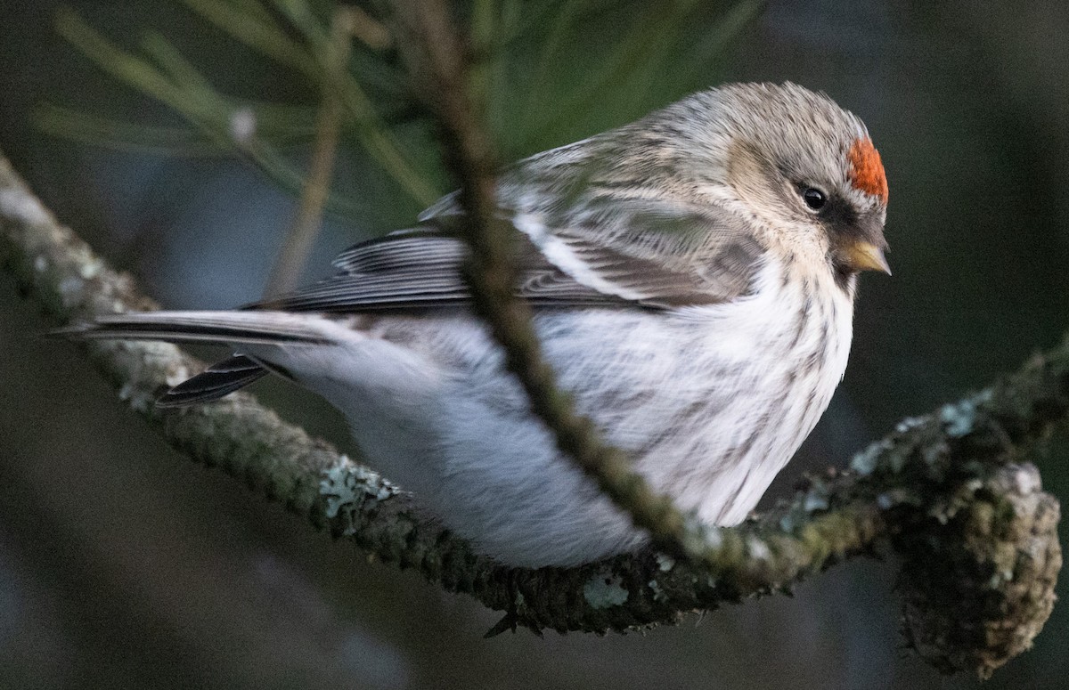 Hoary Redpoll - ML614552693