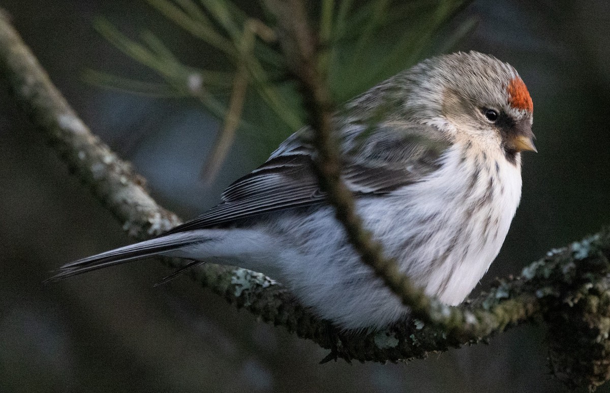 Hoary Redpoll - ML614552694