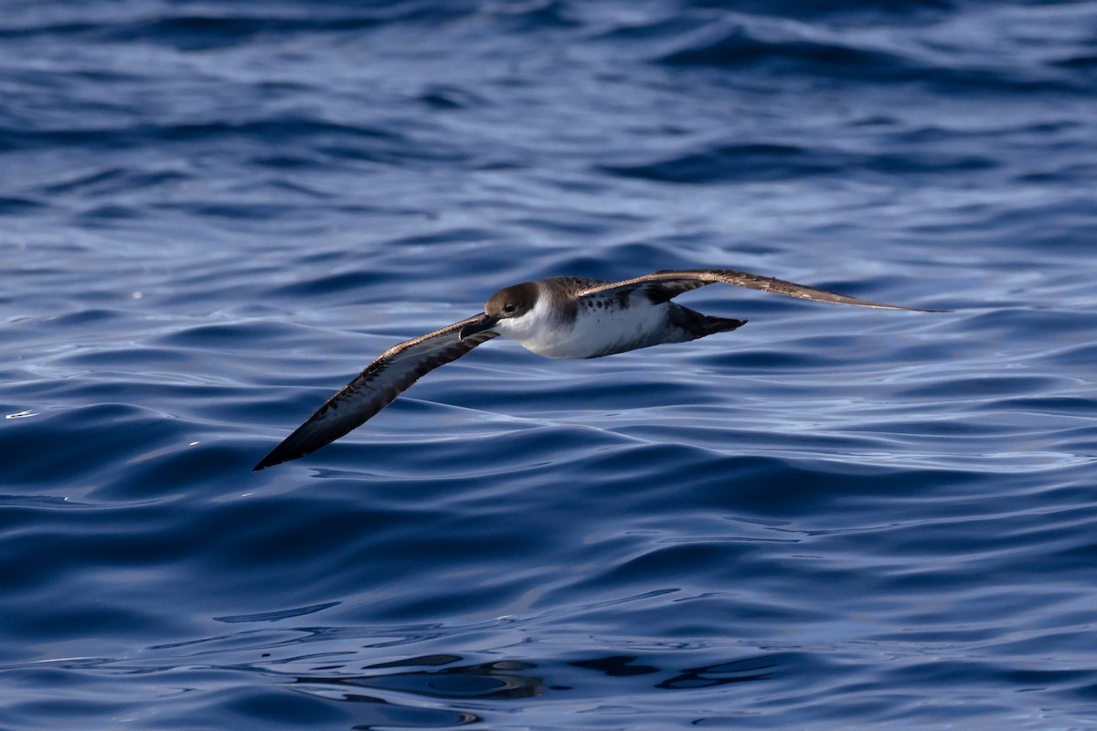 Great Shearwater - ML614552712