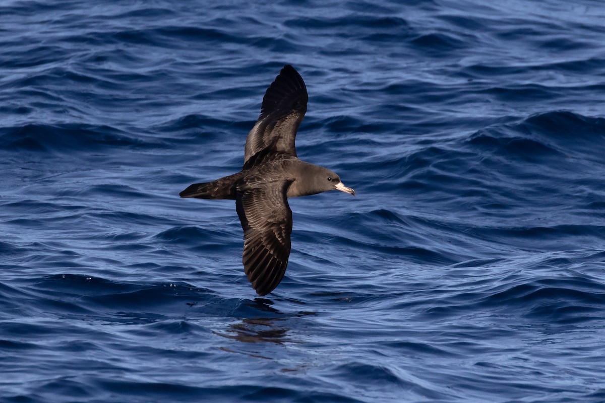 Flesh-footed Shearwater - David Harper