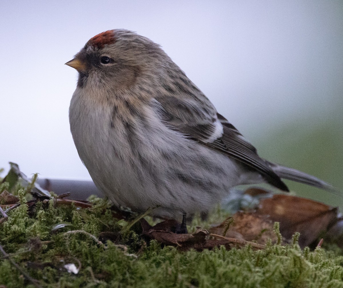 Hoary Redpoll - ML614552753