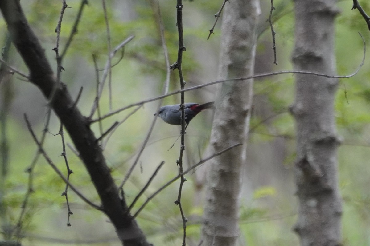 Lavender Waxbill - ML614552754