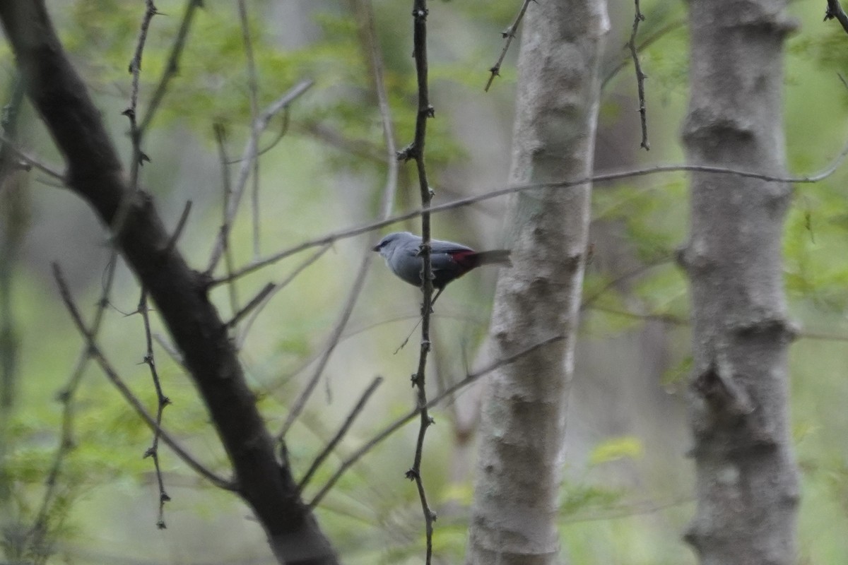 Lavender Waxbill - ML614552756