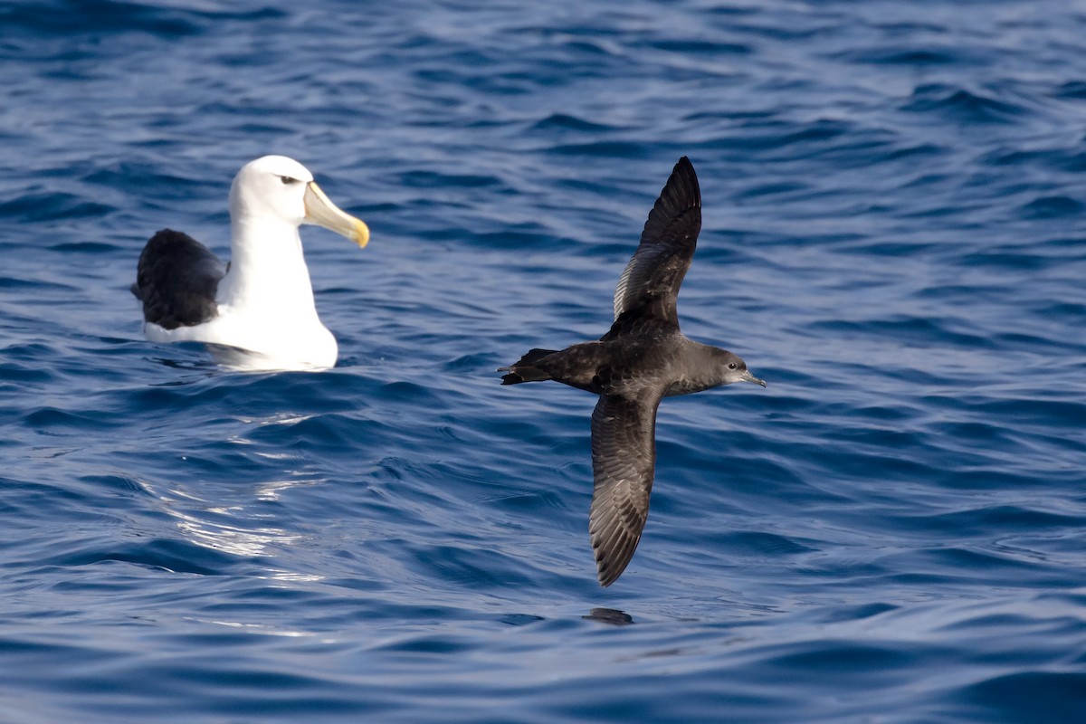 Short-tailed Shearwater - David Harper