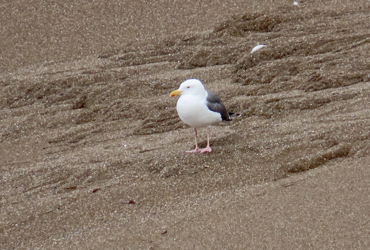 Western Gull - ML614552778