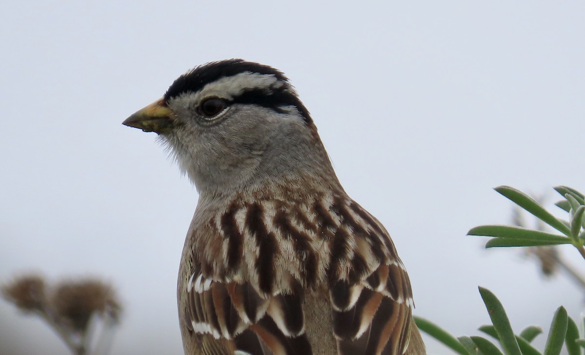 Bruant à couronne blanche - ML614552827