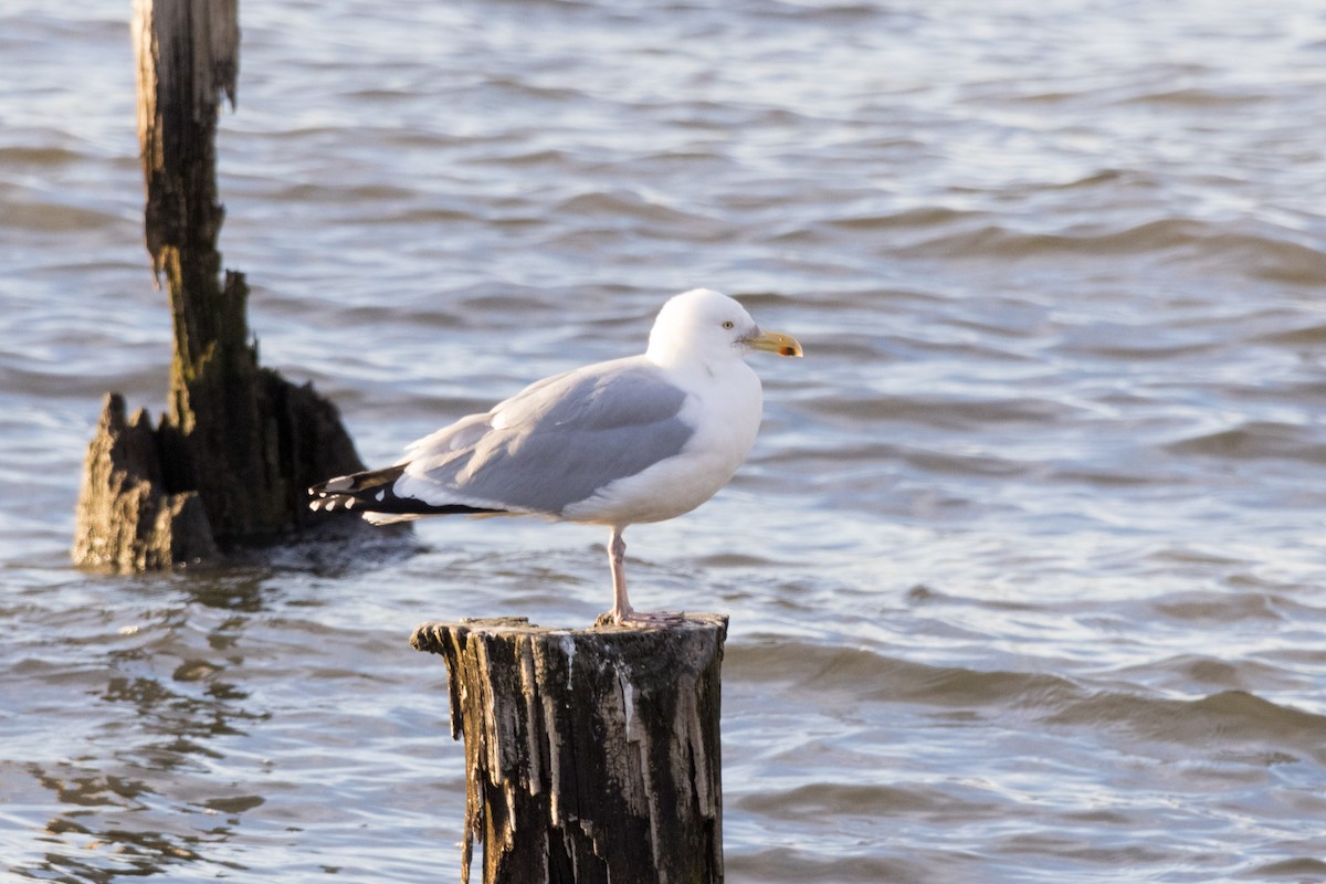 Herring Gull - ML614552861