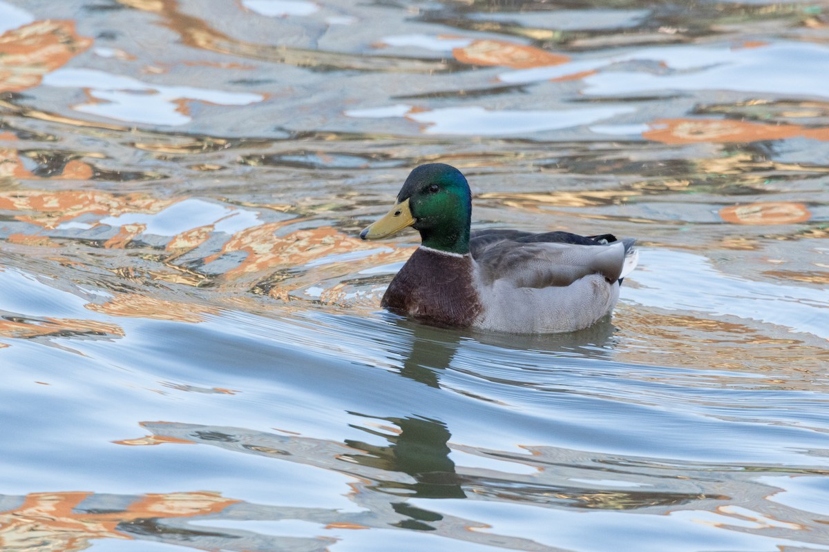 Canard colvert - ML614552870