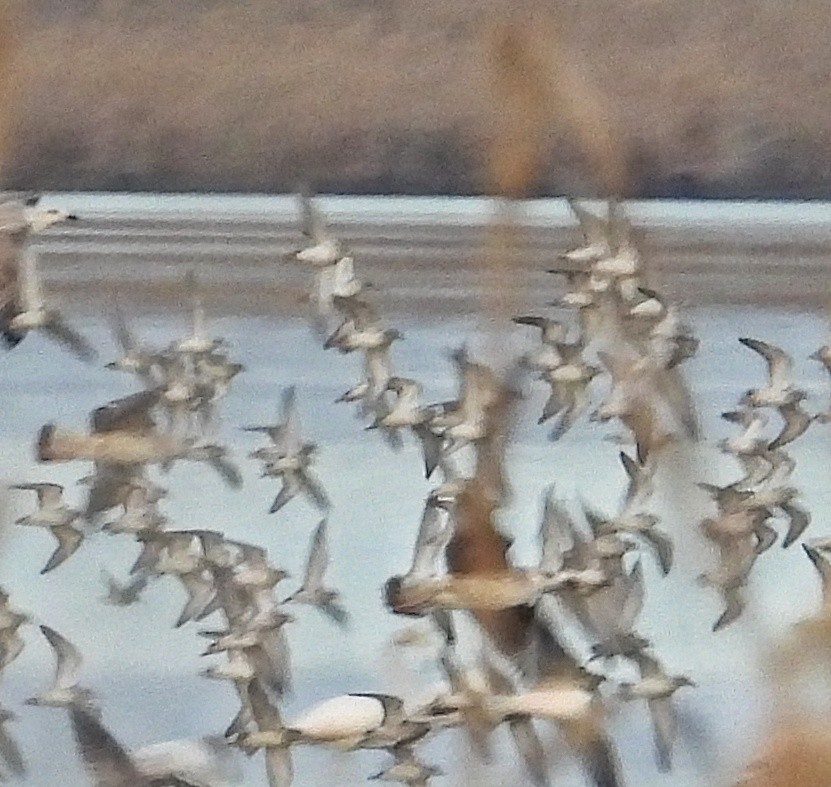 Dunlin - John van der Woude