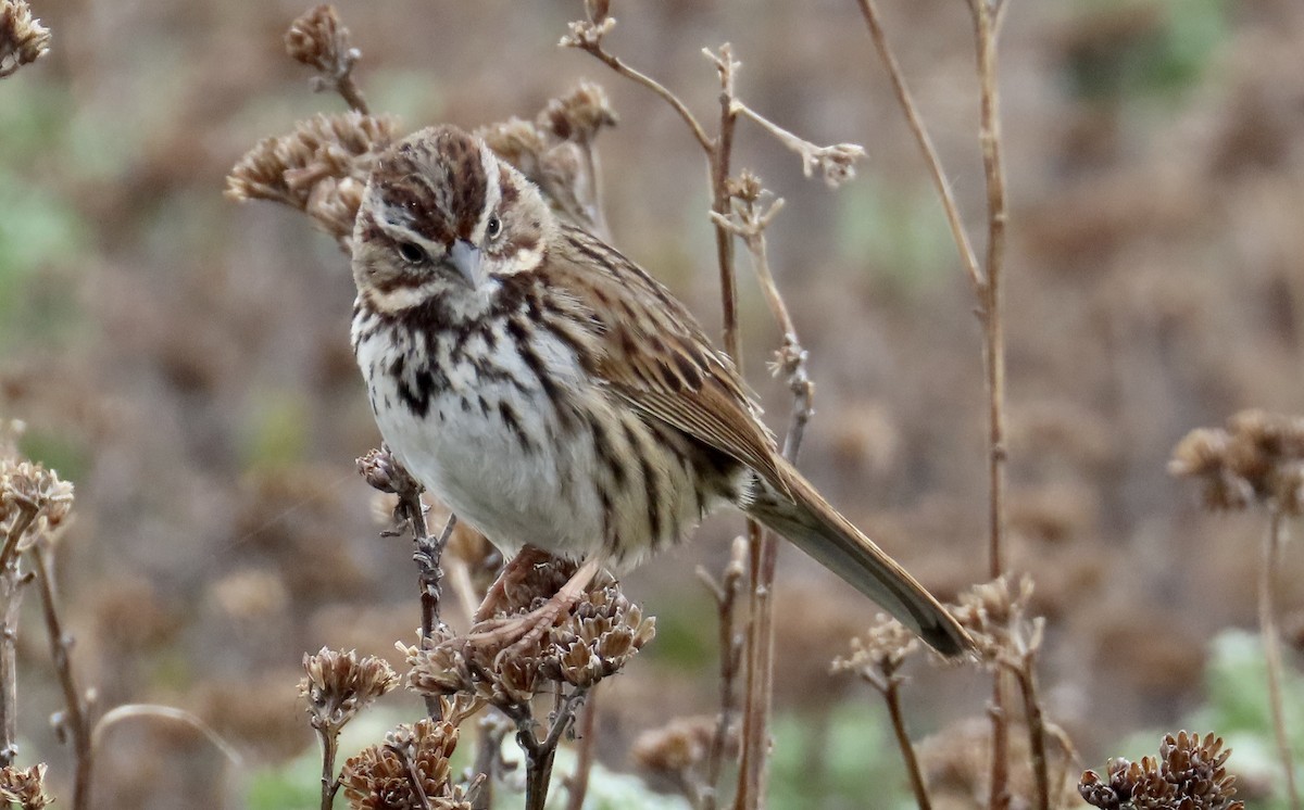 Song Sparrow - ML614552877