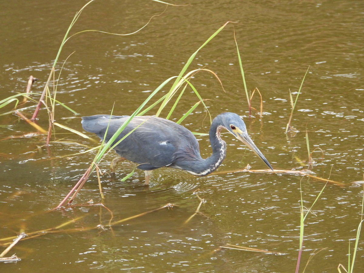 Tricolored Heron - ML614552984