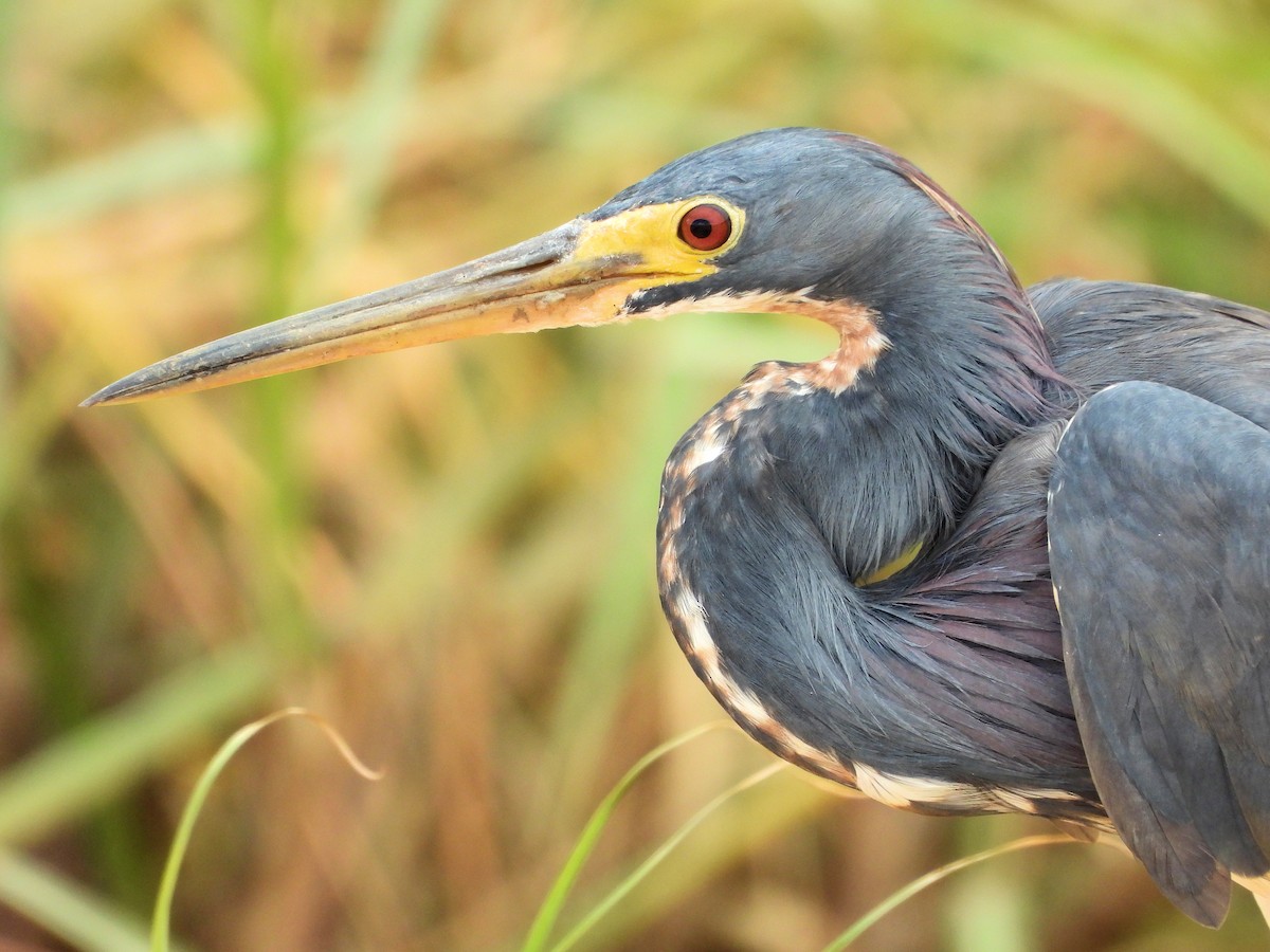 Tricolored Heron - ML614553036