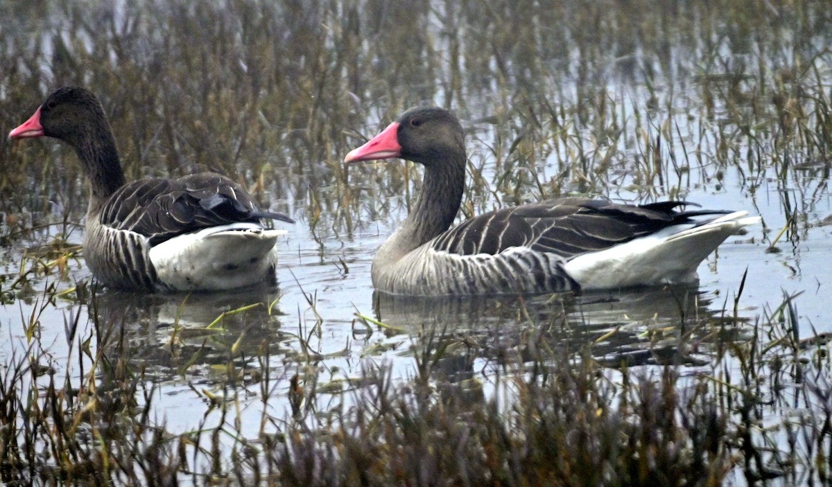 Graylag Goose - DEBASISH CHATTEERJEE