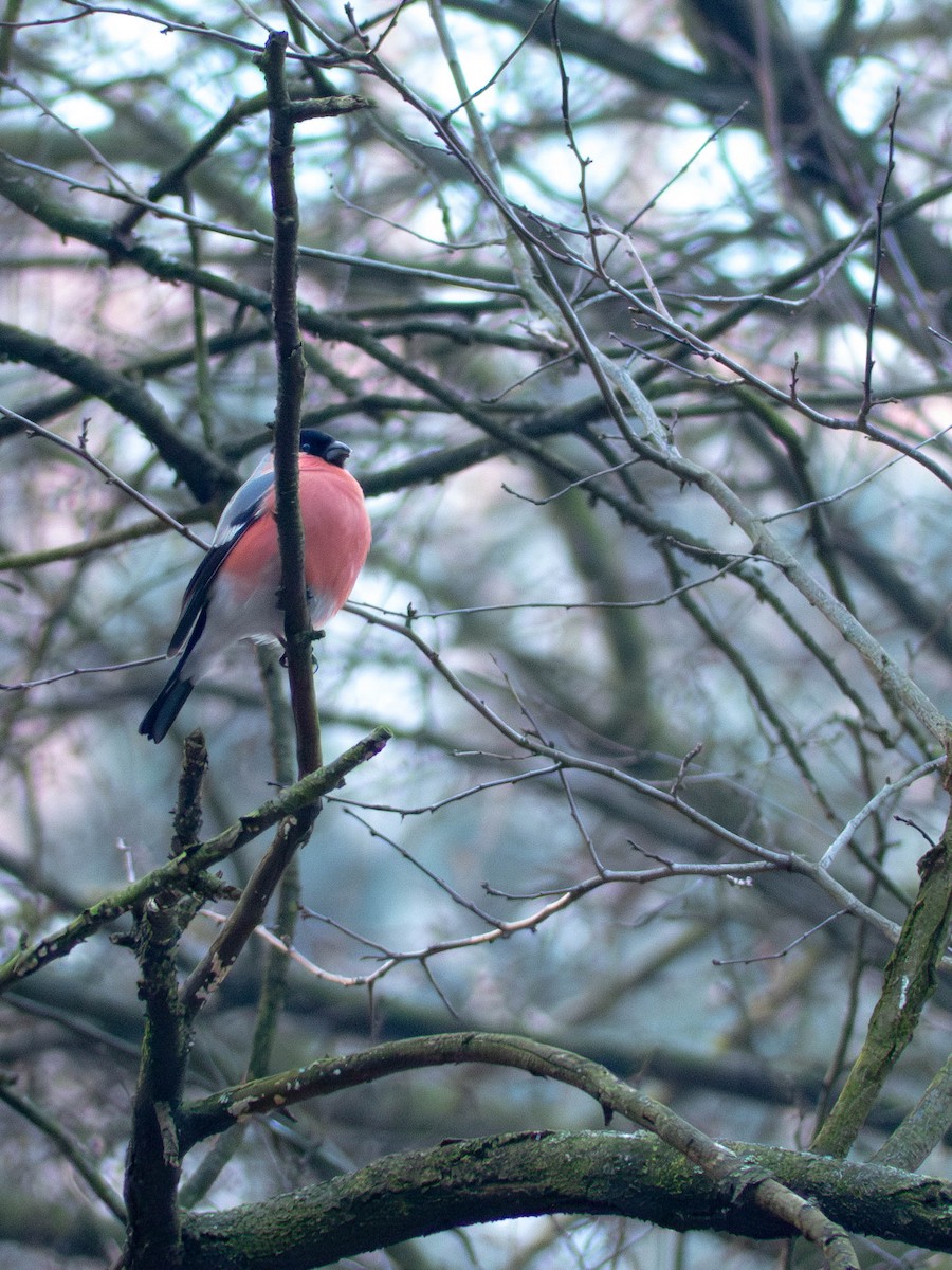 Eurasian Bullfinch - ML614553150