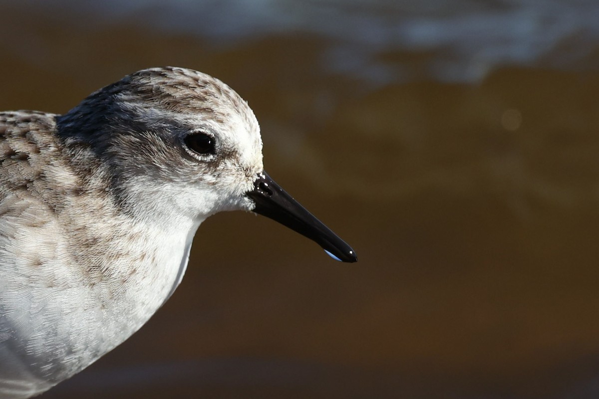 Little Stint - ML614553255