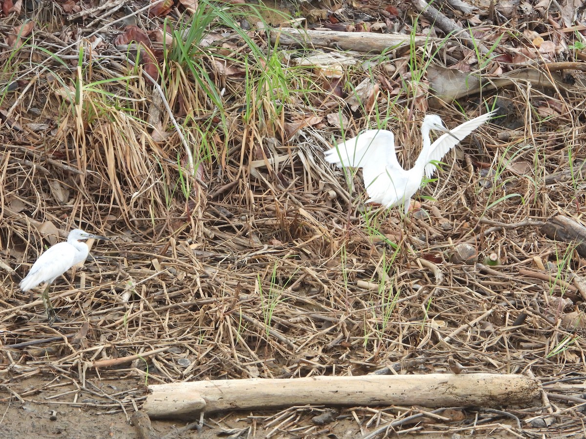 Little Blue Heron - ML614553258